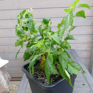 P1010341.JPG