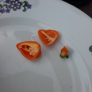 Orange Habbi2 11.7.