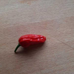 Bhut Jolokia 17.7.