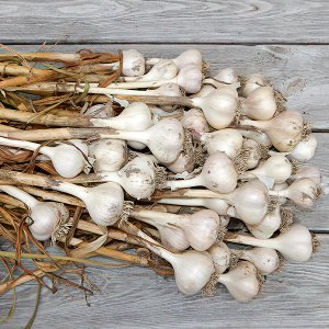 Knoblauch