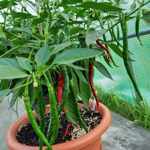 Joe´s Long Cayenne 4.8.