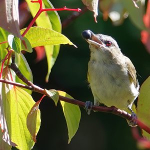 Red-eyed Vireo