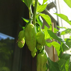 7 Pot Maxwell