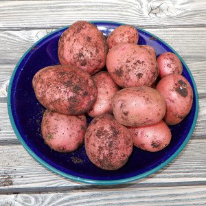 Red Potatoes