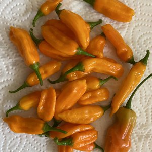 Golden Limon F7