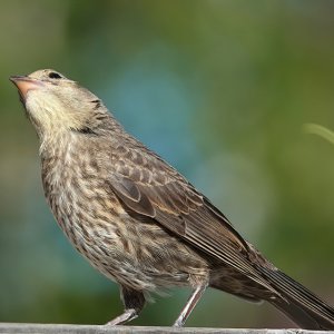 Brown-headed Cowbird