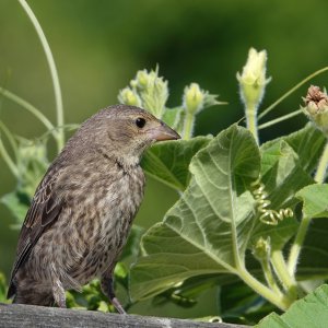 Brown-headed Cowbird