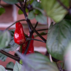 200811_Tiger_Jalapeno.jpg