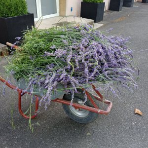 Lavendel Schnitt.jpg