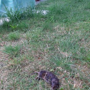 Tote Ratte 11.8.