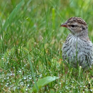 Chipping Sparrow