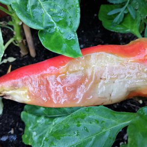 Russische Paprika mit Sonnenbrand