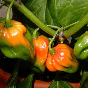 7Pot Burgundy