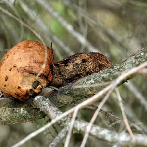 Pilz im Baum