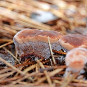 Bleeding tooth fungus