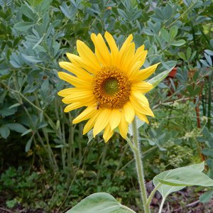 sonnenblume