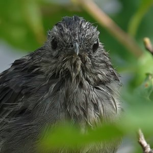 CatbirdAfterBath