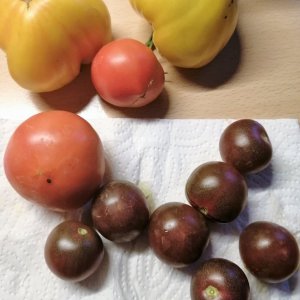 Gelber Russe-Stabtomate Kartoffelblatt-Rose Quartz