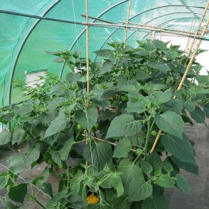Physalis 20.8.