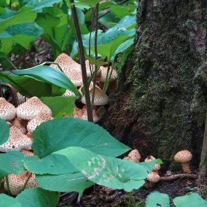 Waldpilze