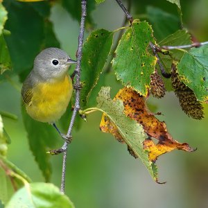 Herbstfarben