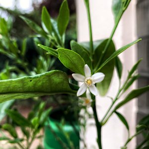 Blüte & Neuaustriebe