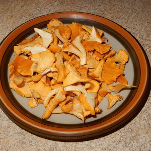 Pfifferlinge