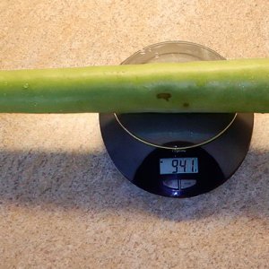 Cucuzza