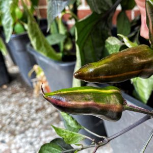 200901_Tiger_Jalapeno_3
