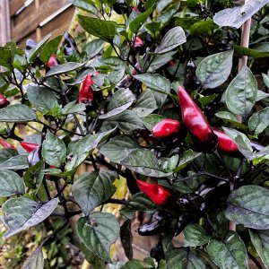 200901_Tiger_Jalapeno_4