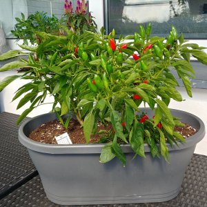 20200902_125419_HDR.jpg