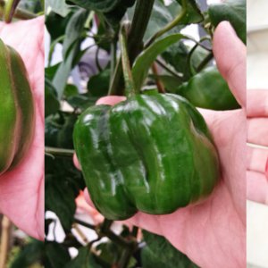 rocoto.jpg