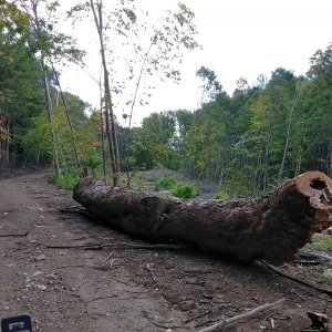 Logging