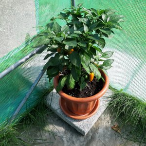 Snack Pepper Yellow1 7.9.