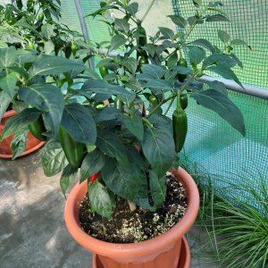 Jalapeno1 7.9.
