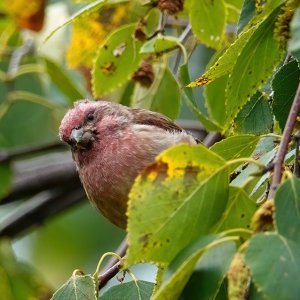 Purple Finch