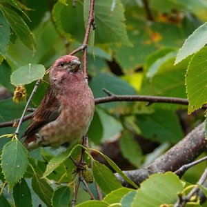 Purple Finch