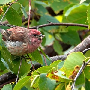 Purple Finch