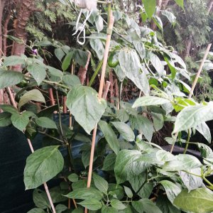 Equadorian sweet