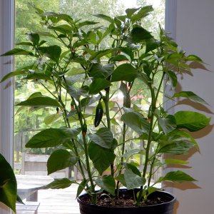 Jalapenos