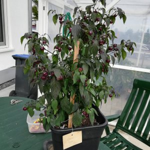 Cheiro Roxa.jpg