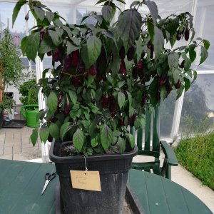 Fidalgo Roxa 18.jpg