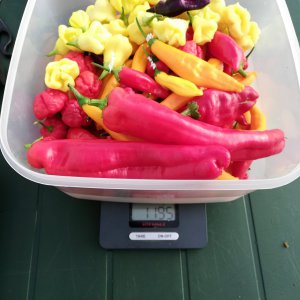 die milderen Beeren
