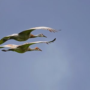 Kraniche im Flug3