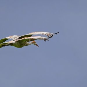 Kraniche im Flug4
