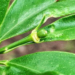 Kumquat