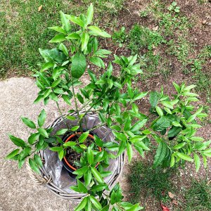 Kumquat