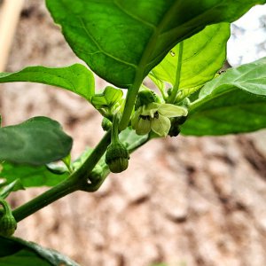 C.chinense