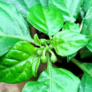 C.chinense
