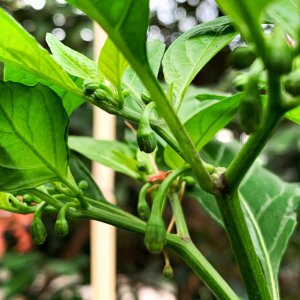 C.chinense